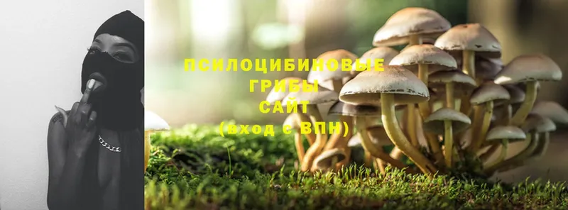 купить закладку  Каменка  дарк нет какой сайт  Псилоцибиновые грибы Psilocybe 